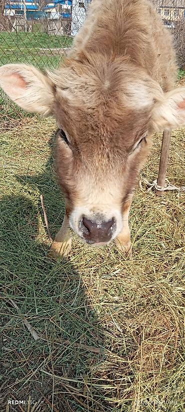 Коровы, быки: Продаю | Бык (самец) | Ангус — 7