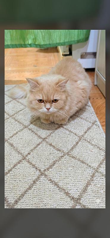 Кошки: Persik adlı pişik üçün sevgi dolu ev axtarılır 🧡🐾 Pisiyin 1 yaşı var — 2