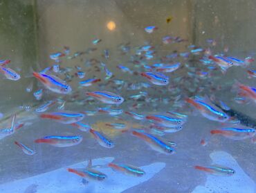 Akvariumlar: Neon balıqları-Неон Neon balığı. Ortalama 2.5 sm ölçüdə. Qiyməti 1