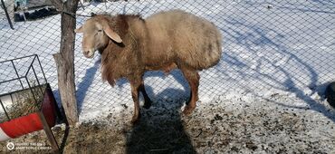 продаю кукурузу в початках: Продаю | Баран (самец) | Арашан | На забой, Для разведения | Племенные, Осеменитель