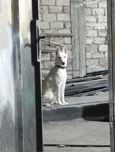 belçika afçarkası: Belçika çoban iti, 6 ay, Dişi, Cütləşmə üçün, Ünvandan götürmə, Ödənişli çatdırılma, Rayonlara çatdırılma