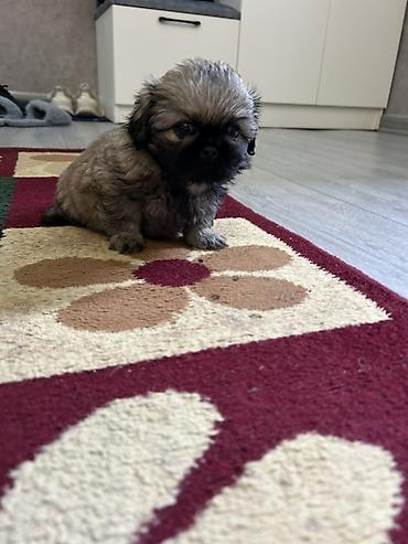 İtlər: Pekines — 10