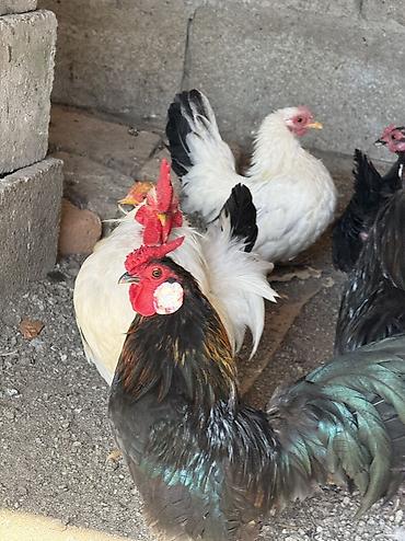 Куры, петухи: Продаю | Куры, Петух — 1
