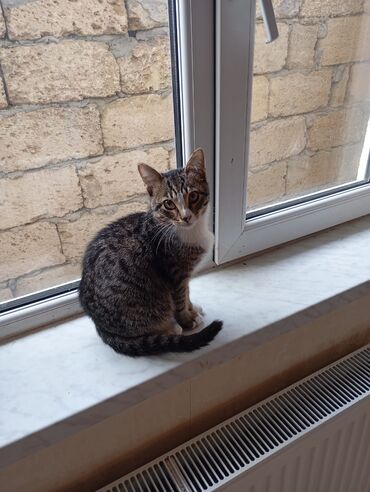 Pişiklər: Yaxşı əllərə — 8