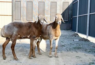 на ферме есть куры козлы и коровы: Сатам | Ургаачы кой (ургаачы), Кочкор (эркек) | Гиссар, Арашан | Союуга, Көбөйтүү үчүн, Жүн үчүн | Асыл тукумдуу, Жасалма жол менен боозутуу