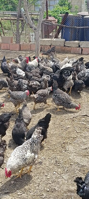 Digər quşlar: Super Xarko toyuqları satılır cavan quşlardır 8 aylıq bir aydır