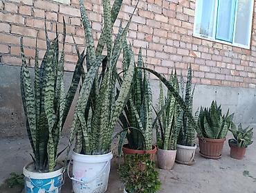 саженцы жимолости: Сансевиерия (Sansevieria, «щучий хвост», «тещин язык») в горшках — — 3
