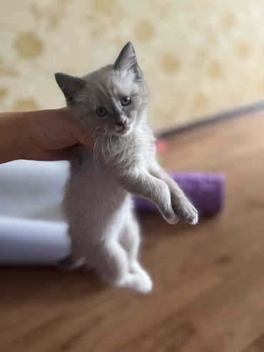 пушистая сиамская кошка: Кошка даром: Сиамская, 2 месяца, Мальчик, Приучена к лотку