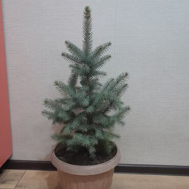 Декоративные деревья: Саженцы деревьев: Ели, Самовывоз, Платная доставка — 12
