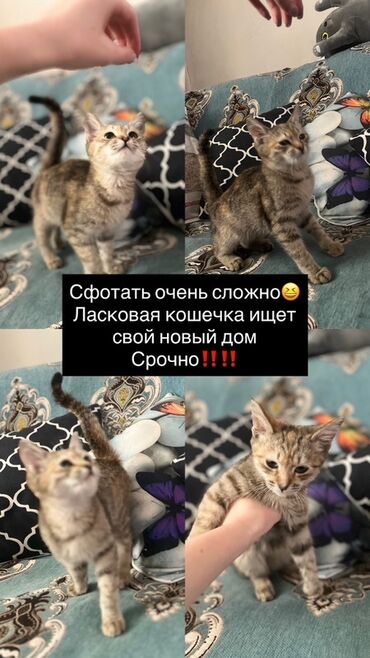 домашние питомцы: Мышык бекер берилет: Породасыз, Ургаачы