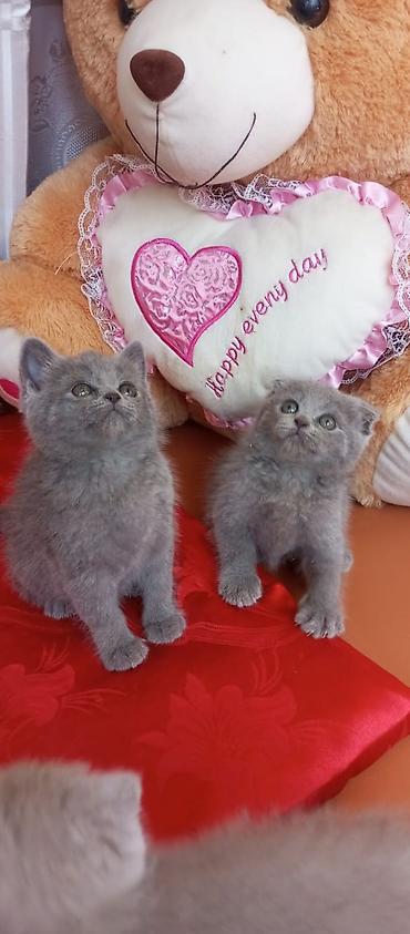 Кошки: Британская, Самец, Самка, В добрые руки, Платная доставка, Самовывоз, Доставка в районы — 1