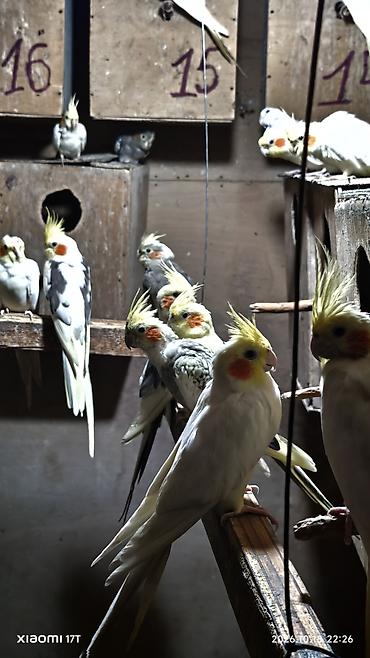 kreditle heyvan satisi: Nimfa (Cockatiel) tutuquşuları – müxtəlif rəng mutasiyaları ilə - — 1