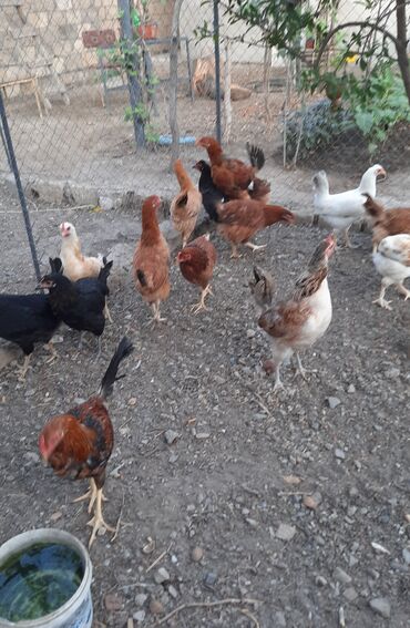 Akvarium aksessuar və ləvazimatları: Toyuq, Damazlıq, Ünvandan götürmə