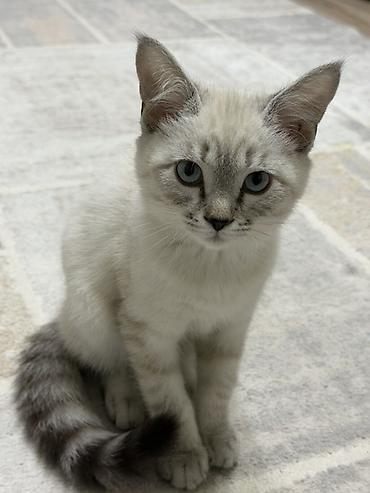 шотландская кошка черная: Котёнок 4 месяца шотландец с голубыми глазами и выразительной «маской» — 1