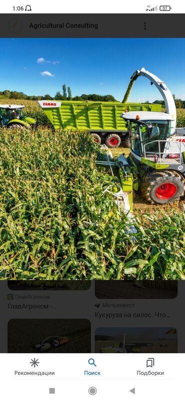 картинг цена: Продам силос с места и доставкой село Беловодское по цене 7 сом сорт at lalafo.kg картинг цена: Продам силос с места и доставкой село Беловодское по цене 7 сом сорт