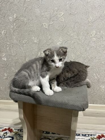 бомбейская кошка: 3 месяца, Девочка, Биколор
