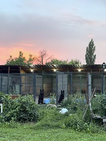 лордер: Гостиница для собак уезжаете в командировку или отпуск, и не знаете — 9