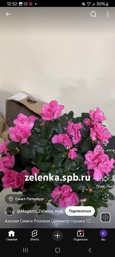 Антуриумы: Комнатные цветы в горшках — праздничная коллекция: - Антуриум — 8