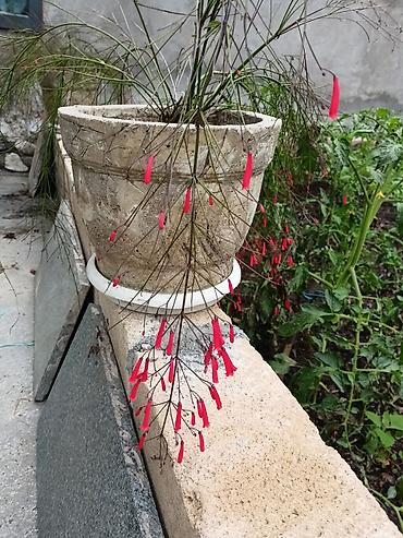 dəniz məhsulları satışı: .Beton ve plastik dibçəklərdə bitkilər. Qiymət növünə görə 15-25 azn — 9