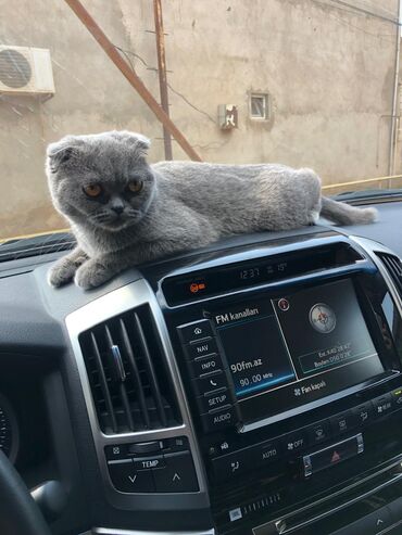 siyam pisik qiymeti: Şotland yastı qulaq, Dişi, Yaxşı əllərə, Ödənişli çatdırılma, Ünvandan götürmə