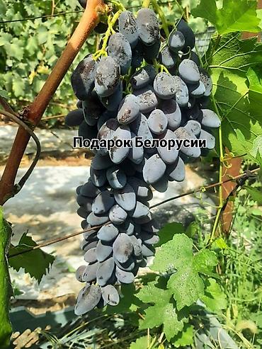 Виноград: НОВИНКИ СЕЛЕКЦИИ ВИНОГРАДА ПРЕМИАЛЬНОГО УРОВНЯ ! ДОМАШНИЙ СЛАДКИЙ — 23