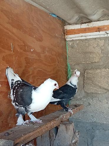 göyercin yuvası: Salam bu hunkarilee satilir cutduler Qara-ağ rəngli bəzək göyərçinlər — 1