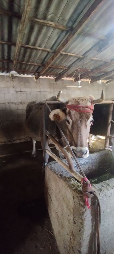 Коровы, быки: Продаю | Бык (самец) | Швицкая | Осеменитель — 7