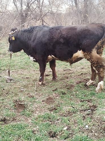 Коровы, быки: Продаю | Бык (самец) | Для разведения | Племенные — 14