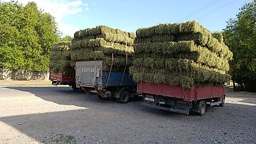 козы кара балта: Кастра Кастра Сено в тюках (луговое/разнотравье) - Заготовка текущего — 3