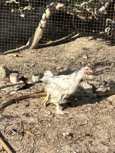 cücə və xoruz təmsil: Satılır: Bramo Cücələri 🐥 Təmiz və sağlam şəraitdə böyüdülmüş, Bramo