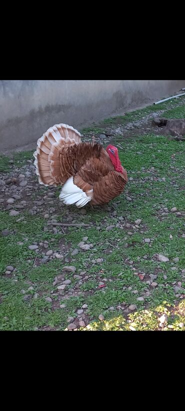 qaz balasi satisi: Red Buorbun hind quşu. tam sağlam 2 illik damazlığa və kəsimə