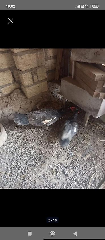 səsli ördək: Bazar malı deyil mehlede temiz şəraitdə boyumuş ördeklerdi 12 ededdir — 2