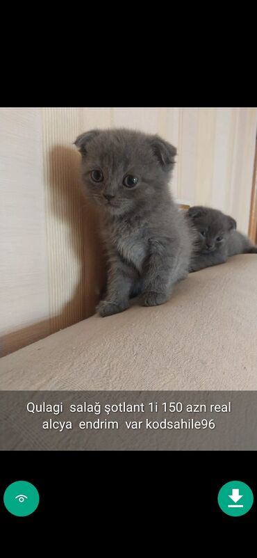 Pişiklər: Erkək, Ünvandan götürmə — 3