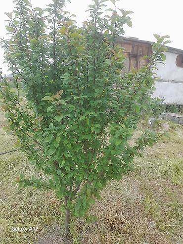 Tinglər: Meyvə ağacları – yerüstü köklü kollar - Növ: daş meyvə ailəsi — 12