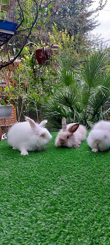 bala pişik pulsuz: Angora tipli uzun tüklü dekorativ dovşanlar - Növ: Uzun tüklü (angora — 4