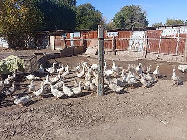 авган кой: Продаю гусей, по 1300сом — 3
