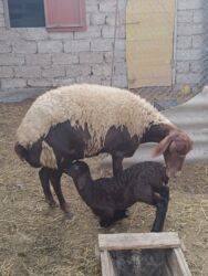 Qoyunlar, qoçlar: Yanı balalı 3 dənə qala cinsi qoyunlar və bir yerli qoyun satılır -da lalafo.az — 3 Qoyunlar, qoçlar: Yanı balalı 3 dənə qala cinsi qoyunlar və bir yerli qoyun satılır — 3