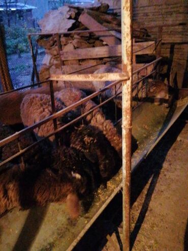 домик для животных: Козу кочкорлор сатылат