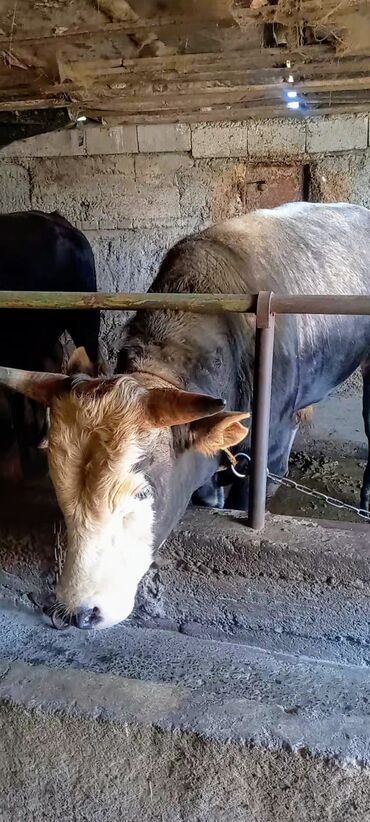 Коровы, быки: Продаю | Бык (самец) | На забой