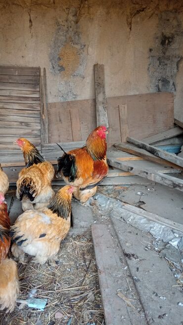 птицы попугаи: На продажу 7 месячный молодняк палевой брамы