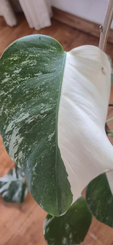 sumuk unu satışı: Monstera varegata. Bazar günü metro üstüne çatdırıla biler — 5