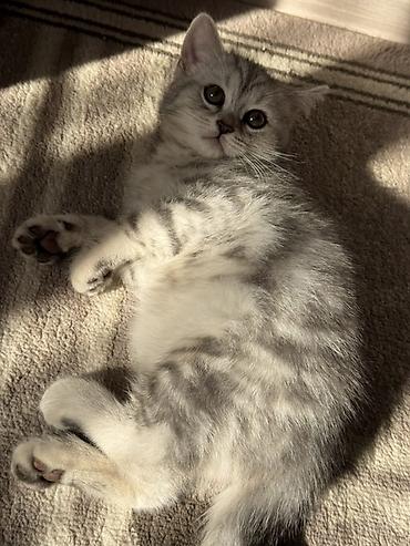 американская короткошёрстная кошка купить: Шотландский вислоухий котёнок (Scottish Fold) - Окрас: серебристый — 9