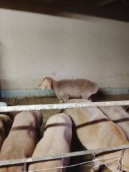 продам французского бульдога: Ыргачы козулар сатылат 10 баш линия Арашан 7-8 айлык рос 75+80 уши