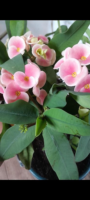 розы 101: Эуфорбия Милла (Euphorbia milii), розово-белые прицветники. Комнатное — 1