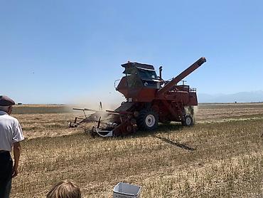 Эспарцет: Эспарцет. Семенное хозяйство Победитель. сорт: Иссык Кульский. 2 — 4