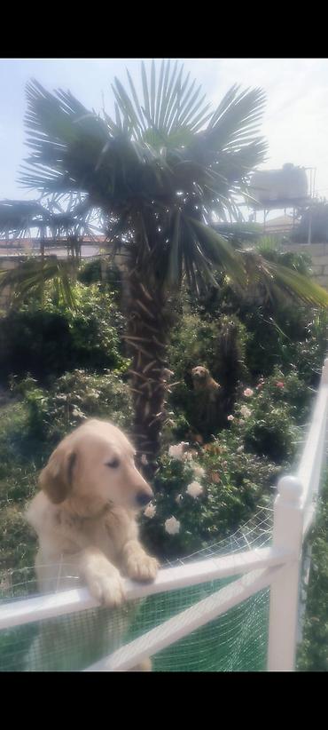 Pişiklər: Şotland — 6