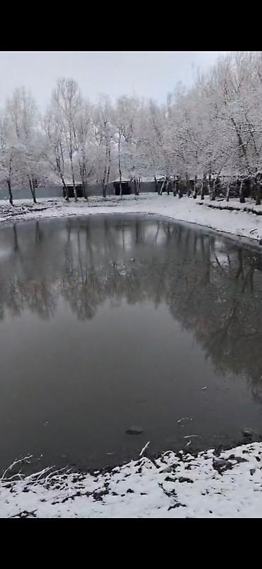 Bağ evlərinin satışı: Qəbələ, 16000 kv. m, 3 otaqlı, Hovuzsuz, İnternet — 11