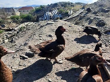 xas: Muscovy ördəkləri (indoutka) – qəhvəyi rəngdə sürü - Cins — 2