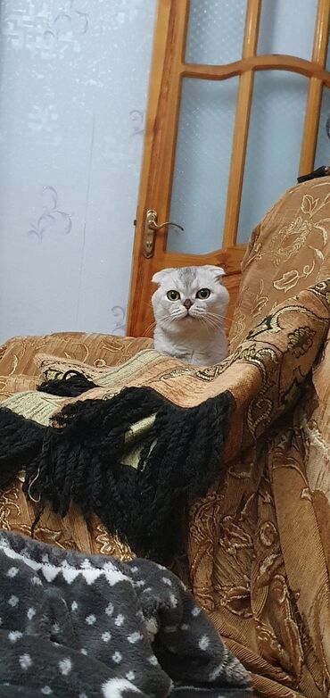 Pişiklər: Şinşilla, Erkək, Cütləşmə üçün — 6