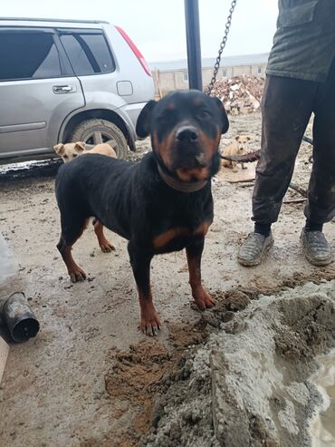 İtlər: Doberman, 2 il — 7